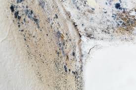 Professional Mold Removal Services in Eaton Estates, OH